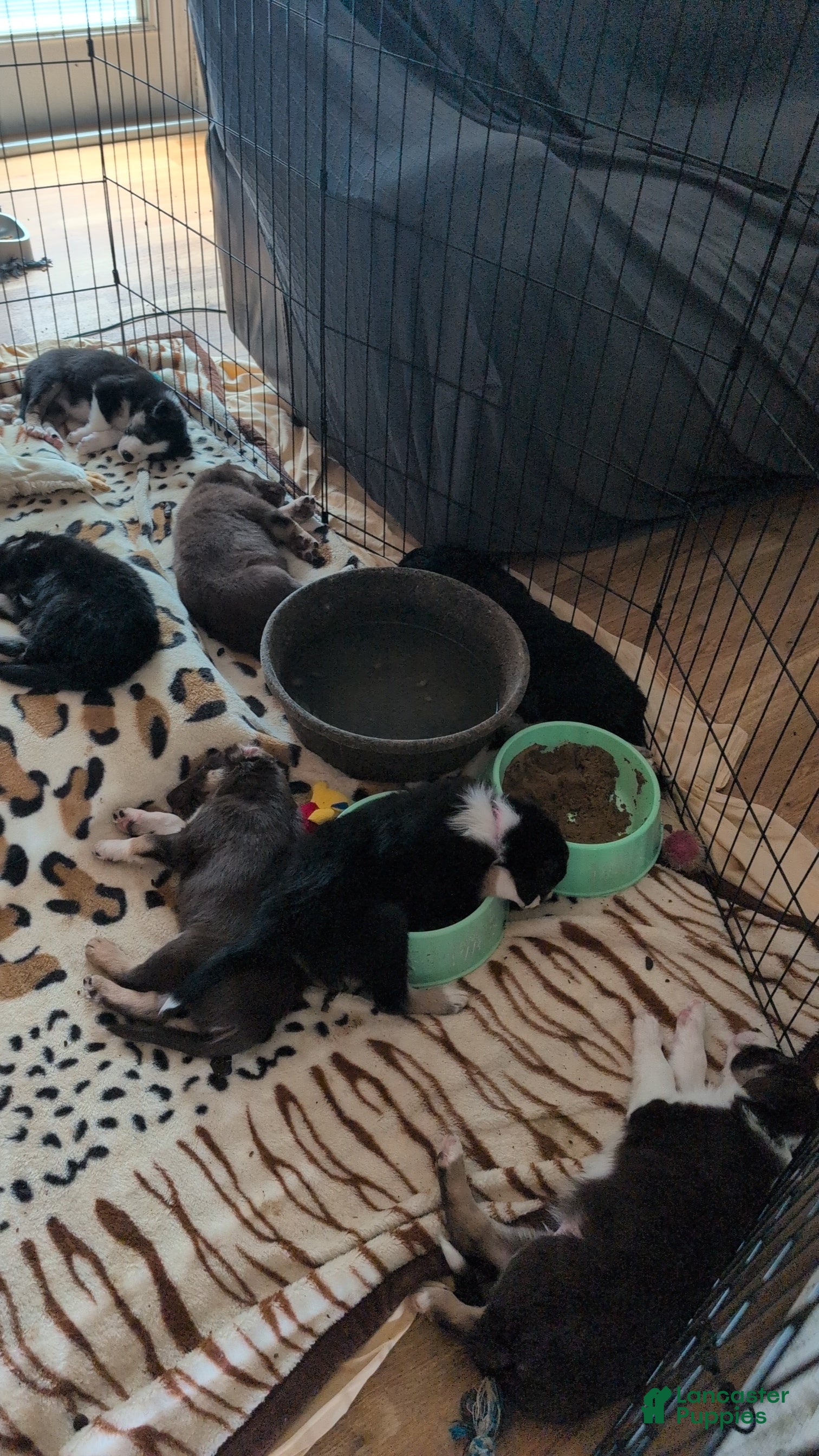 Mixed Breed dogs Not named yet.  - Ad 34