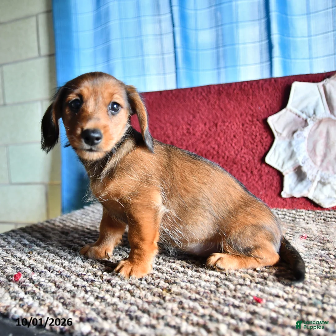 Mixed Breed dogs for sale: Judy - Ad 2