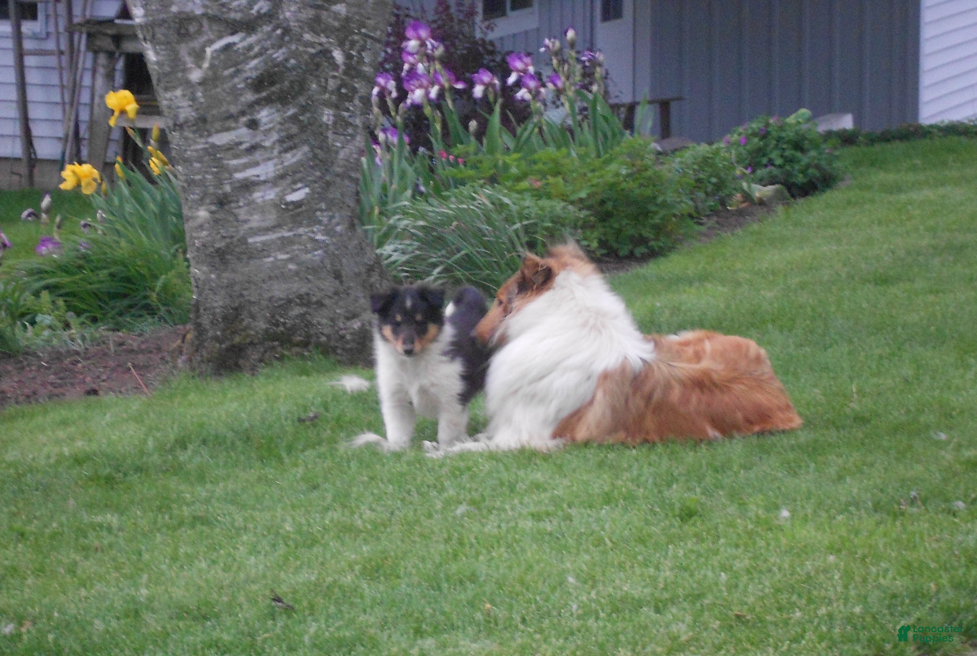 Collie dogs Dillard - Ad 2