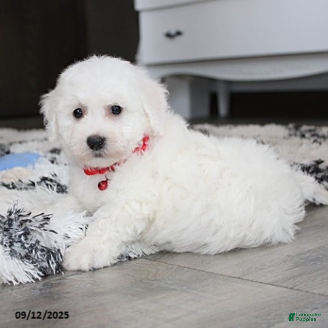 Bichon Frise dogs for sale: Carson - Ad 12