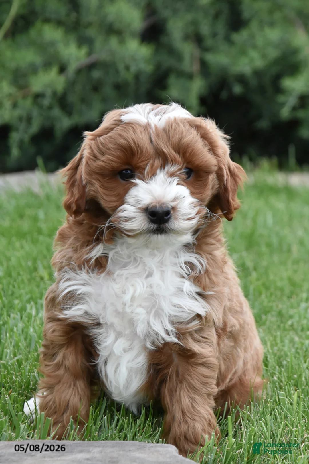 Mini Goldendoodle dogs for sale: Flash - Ad 2