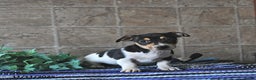 Jack Russell Terrier dogs for sale: Ace - Ad 2