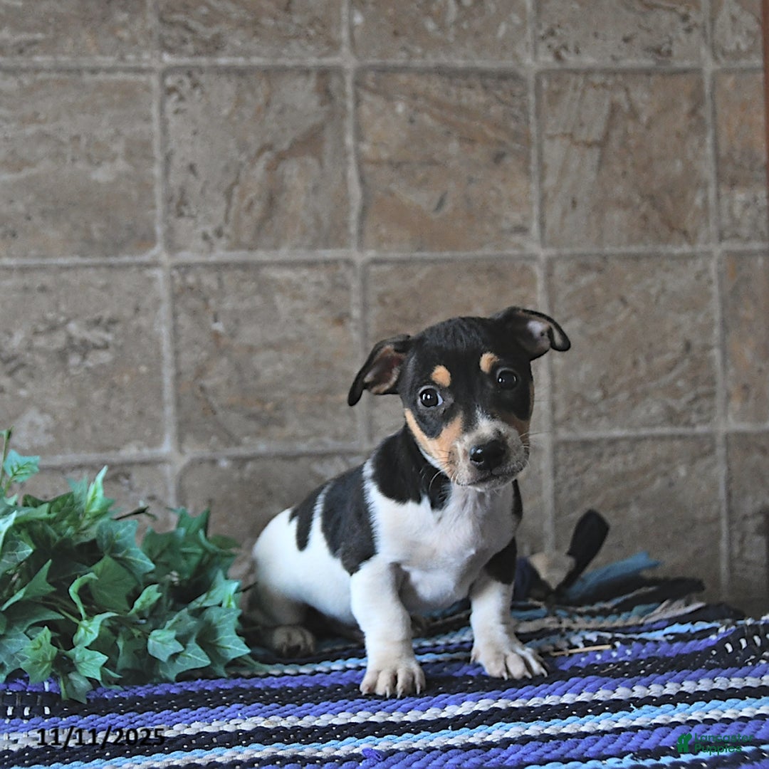Jack Russell Terrier dogs for sale: Ace - Ad 2