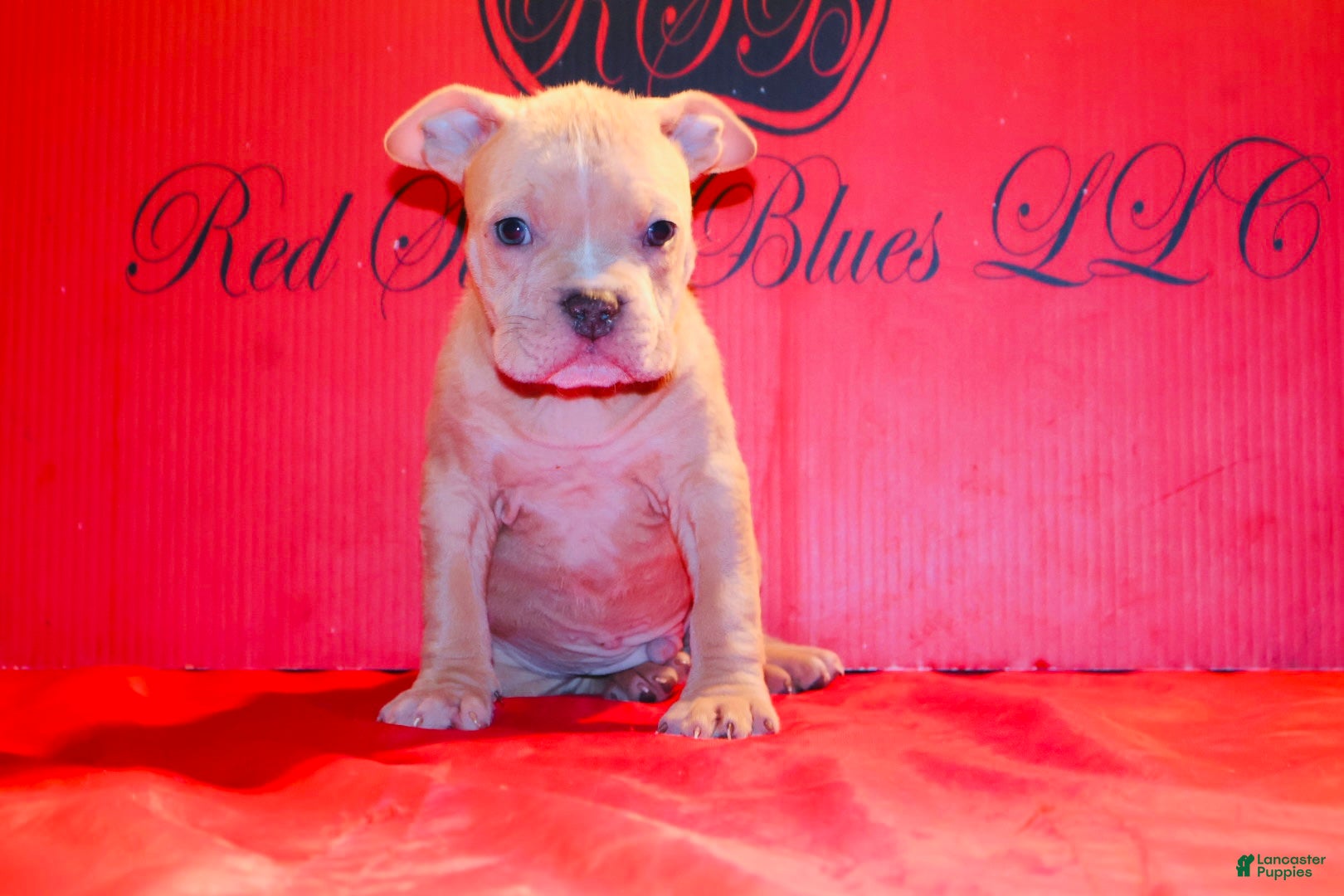 American Bully dogs American Bully Puppy 1 - Ad 2