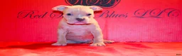 American Bully dogs for sale: American Bully Puppy 1 - Ad 1
