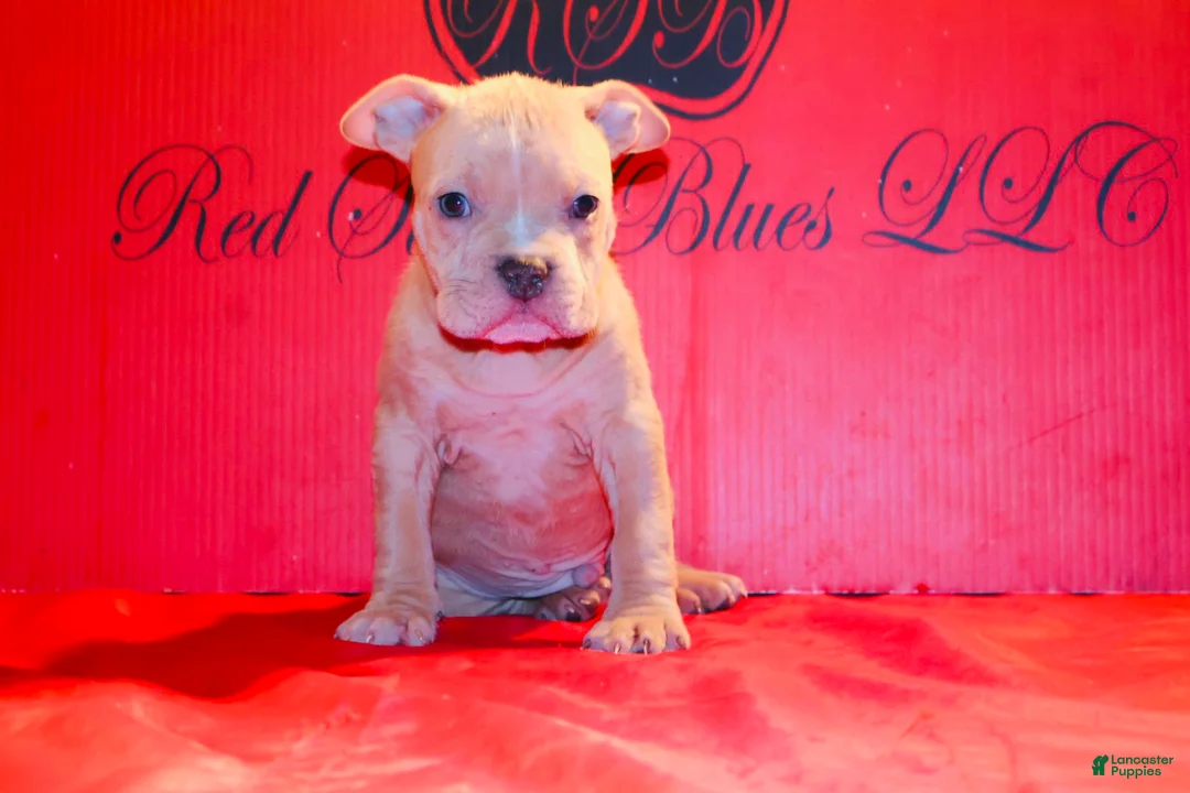 American Bully dogs for sale: American Bully Puppy 1 - Ad 1