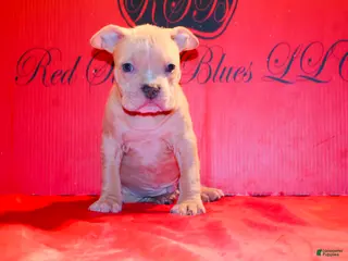 American Bully dogs American Bully Puppy 1 - Ad 2