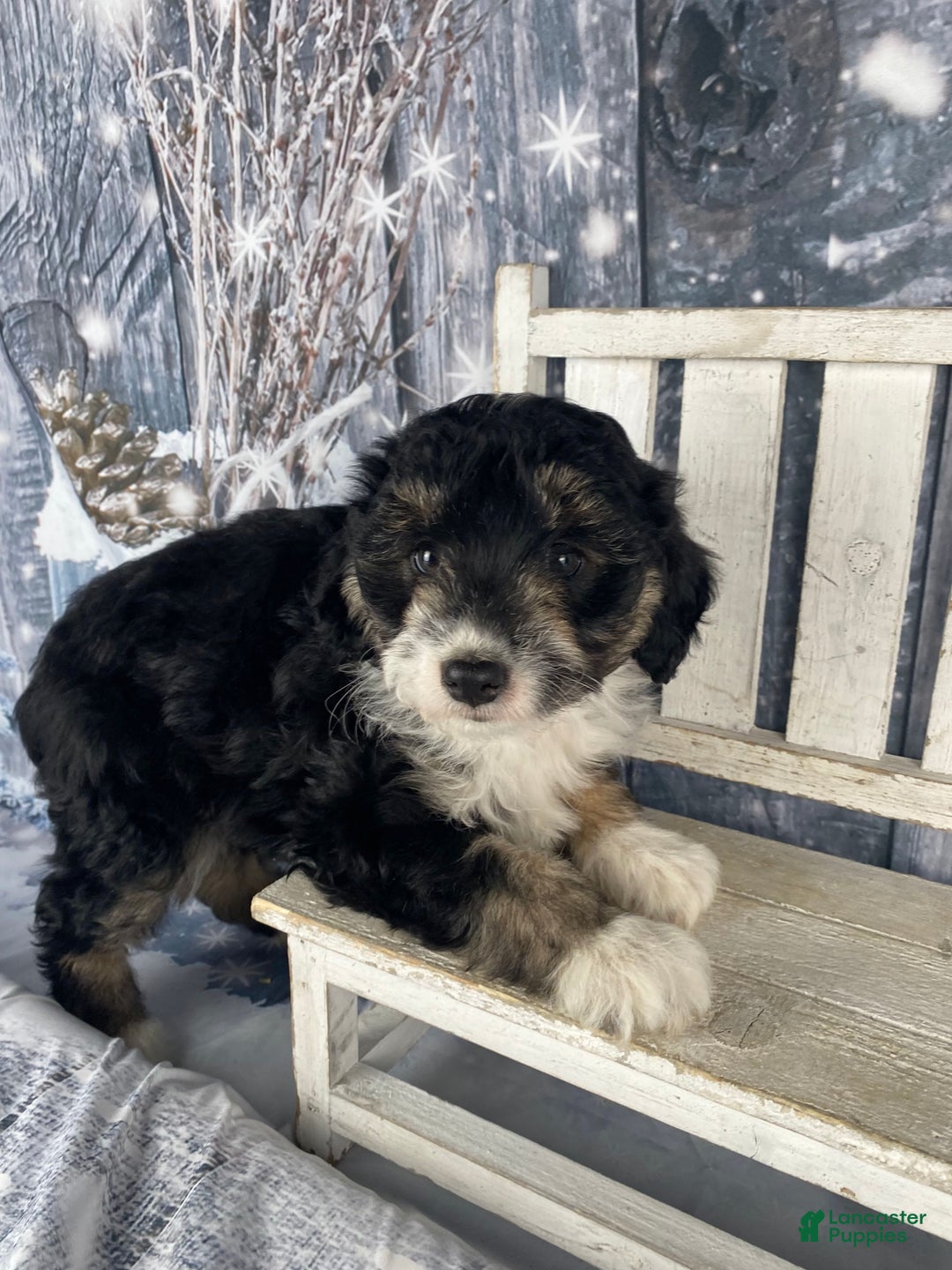 Aussiedoodle dogs for sale: Sara - Ad 6
