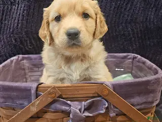 Golden Retriever dogs Golden Retriever Puppy 4 - Ad 32