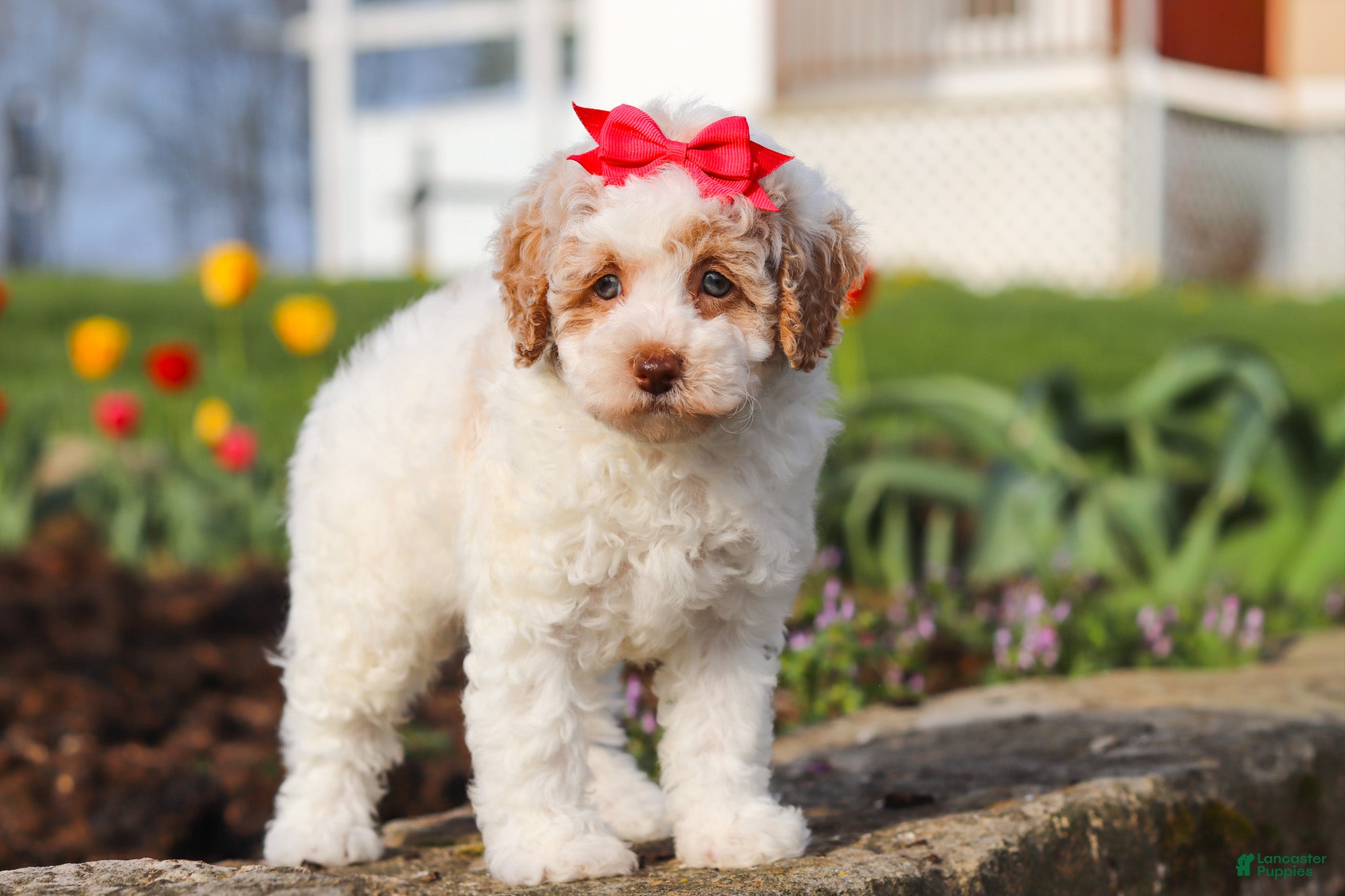 Miniature Poodle dogs Charlotte - Ad 1
