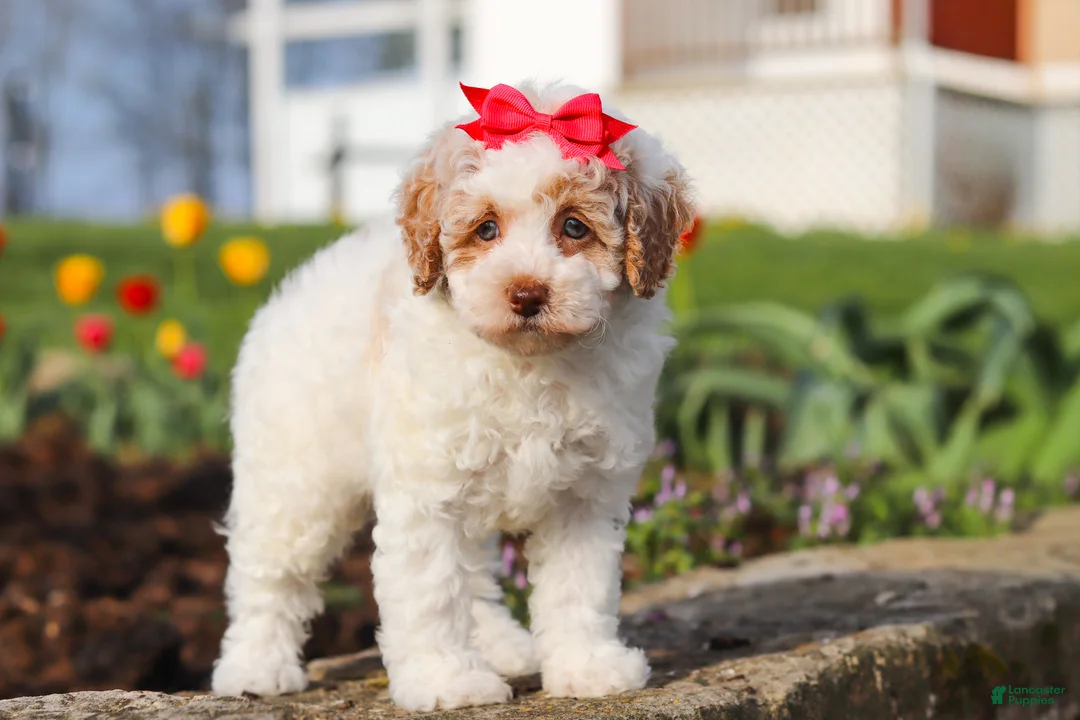 Miniature Poodle dogs for sale: Charlotte - Ad 1
