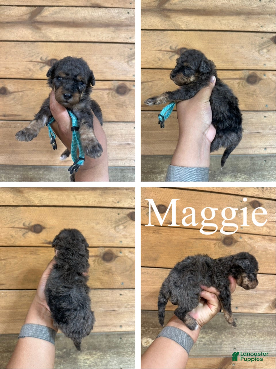 Mixed Breed dogs Maggie - Ad 1