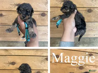 Mixed Breed dogs for sale: Maggie - Ad 3