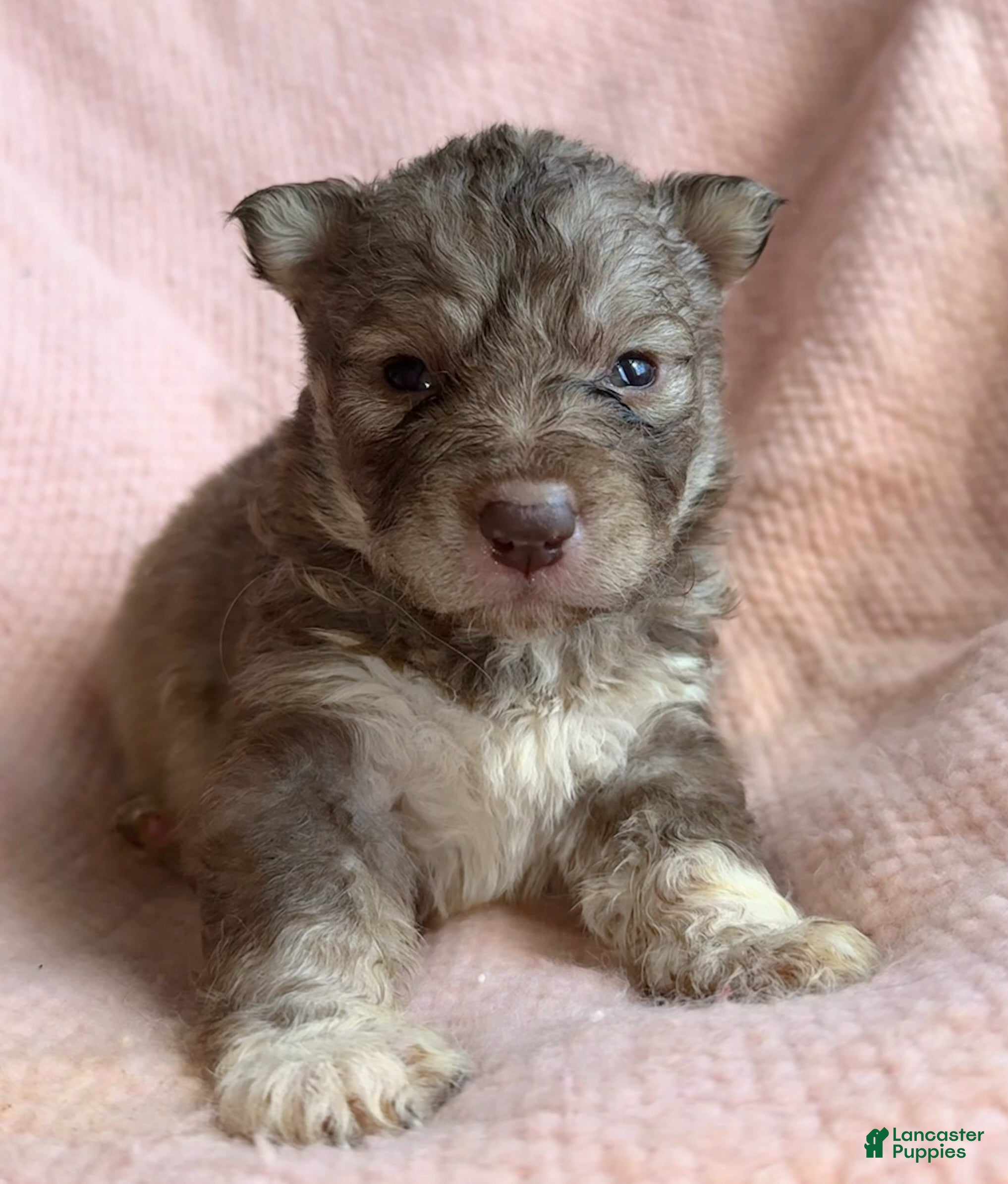 Siberian Husky dogs Vixen - Ad 11