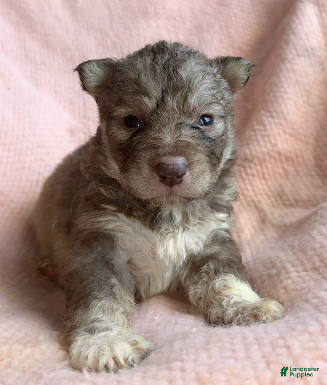 Siberian Husky dogs for sale: Vixen - Ad 1