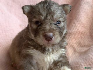 Siberian Husky dogs Vixen - Ad 7