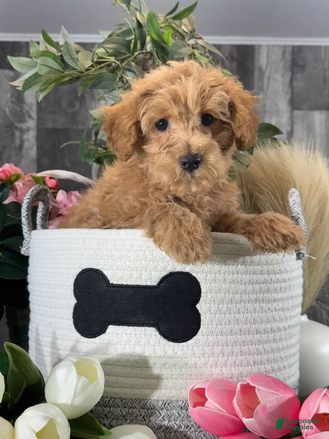 Yorkiepoo dogs for sale: Ollie - Ad 2
