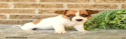Jack Russell Terrier dogs for sale: Gianni - Ad 2