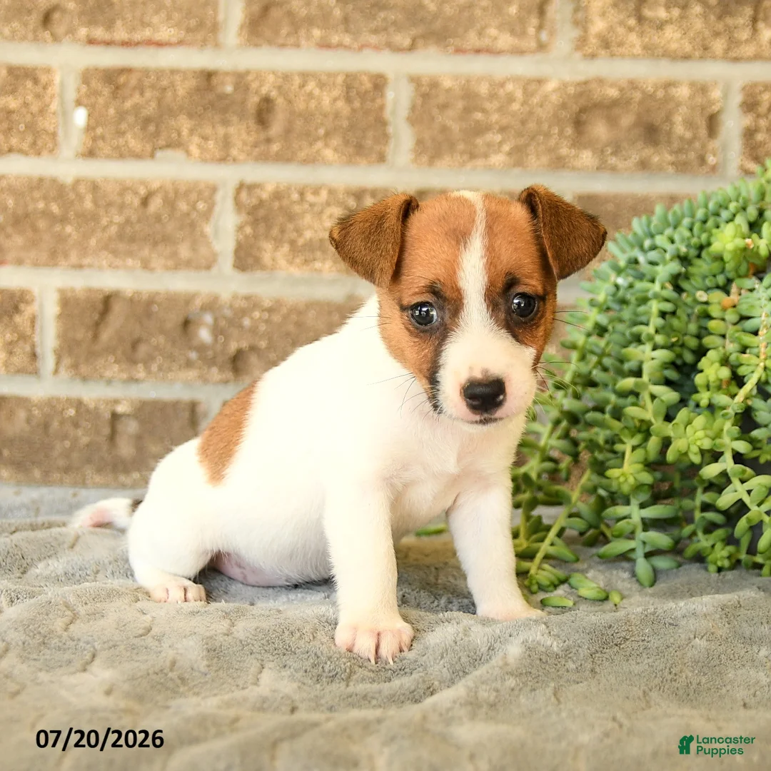 Jack Russell Terrier dogs for sale: Gianni - Ad 2