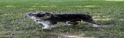 Schnoodle dogs for sale: Tilly - Ad 4