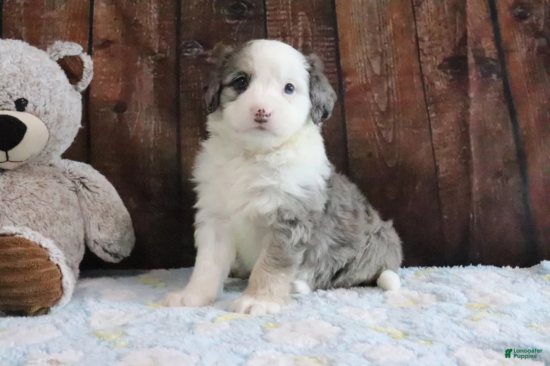 Mini Bernedoodle dogs for sale: Jewels - Ad 1