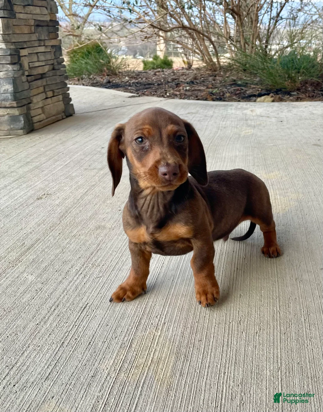 Miniature Dachshund dogs for sale: Davy - Ad 10