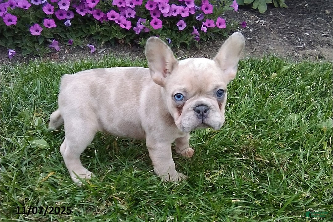 French Bulldog dogs for sale: Sophia - Ad 5