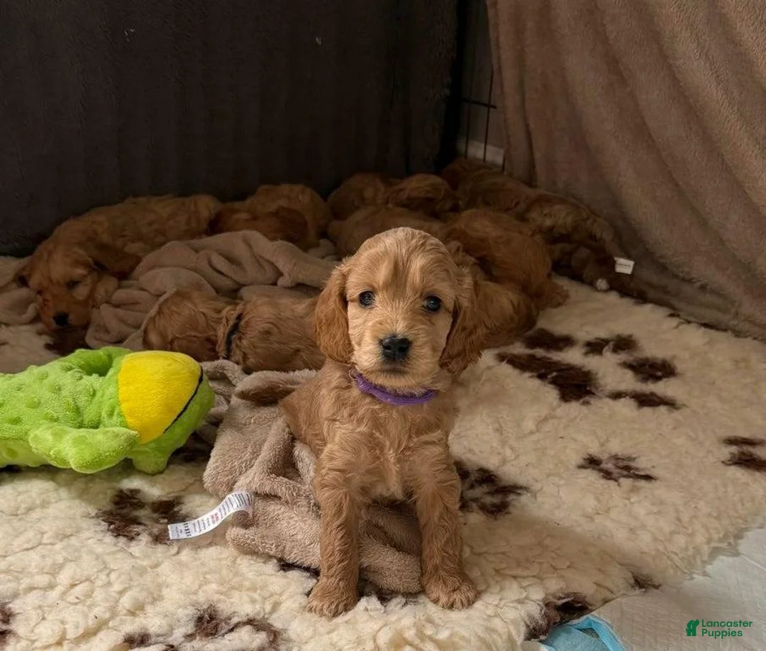 Cavapoo dogs for sale: Britney  - Ad 6