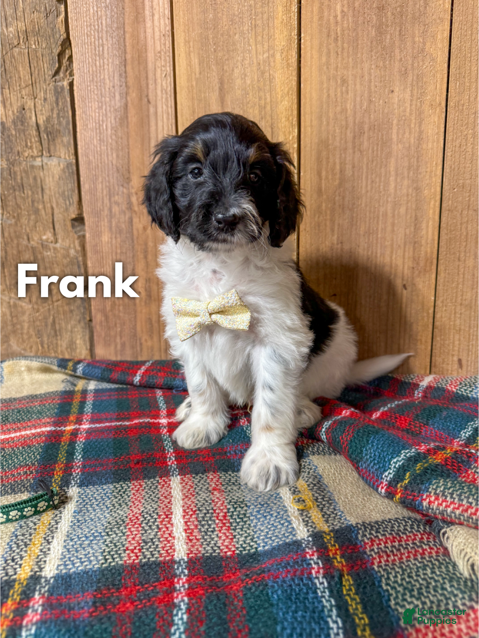 Mixed Breed dogs Frank - Ad 3