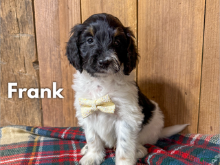 Mixed Breed dogs Frank - Ad 38