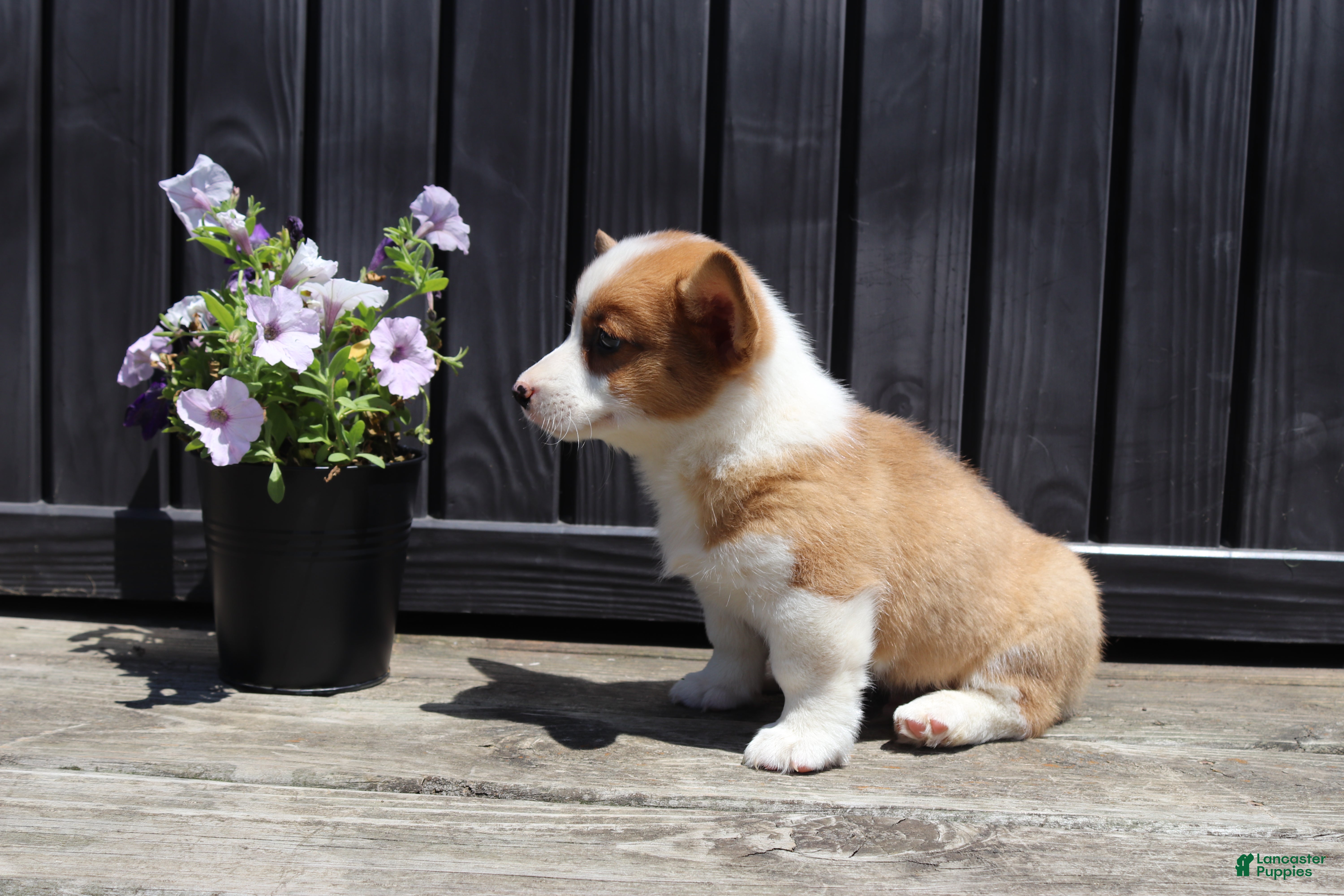 Welsh Corgi Pembroke dogs Timmy - Ad 1