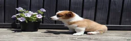 Welsh Corgi Pembroke dogs for sale: Timmy - Ad 1