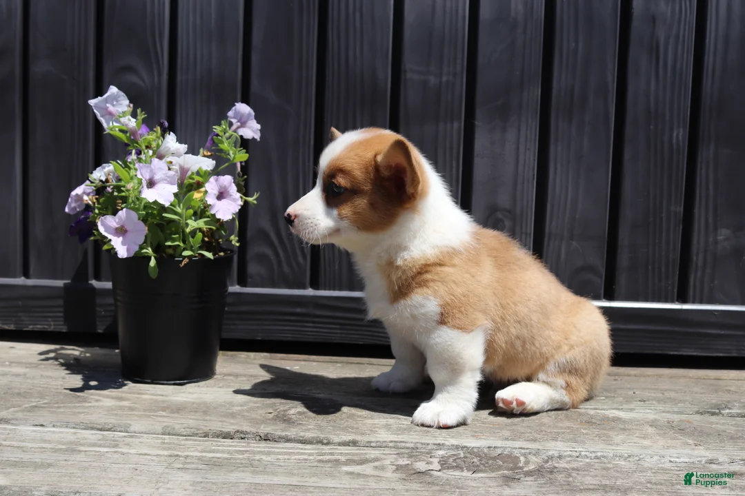 Welsh Corgi Pembroke dogs for sale: Timmy - Ad 1
