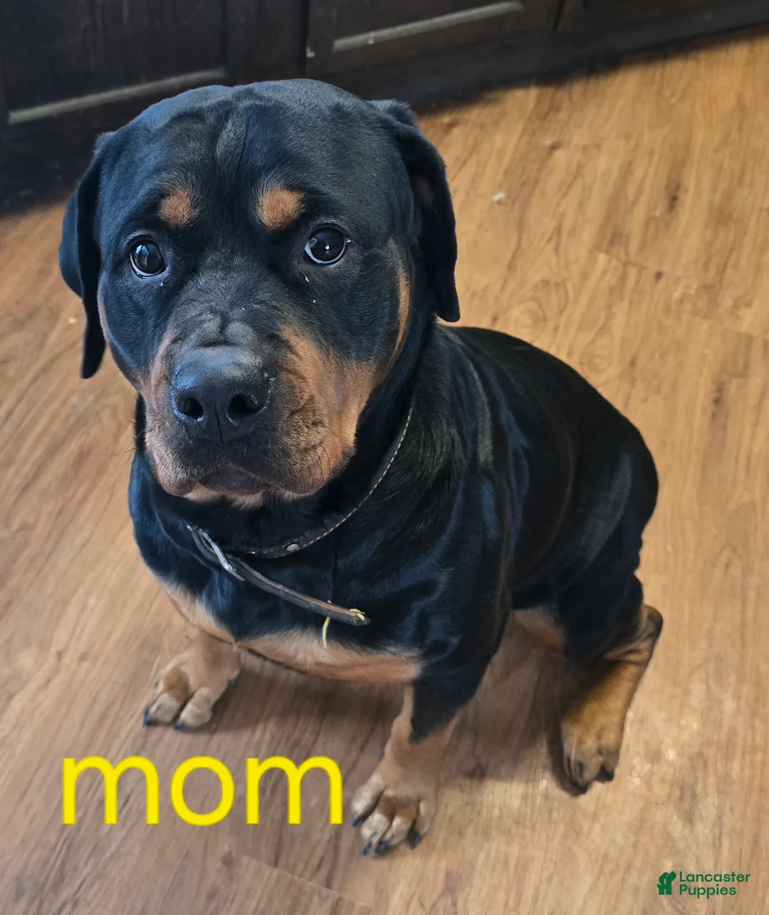 Rottweiler dogs for sale: Rottweiler green collar male Puppy  - Ad 5