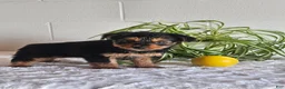 Yorkshire Terrier dogs for sale: Tyler - Ad 5