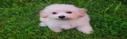 Bichon Frise dogs for sale: Archie - Ad 1