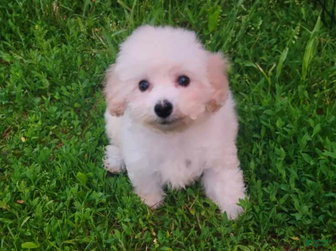 Bichon Frise dogs for sale: Archie - Ad 1