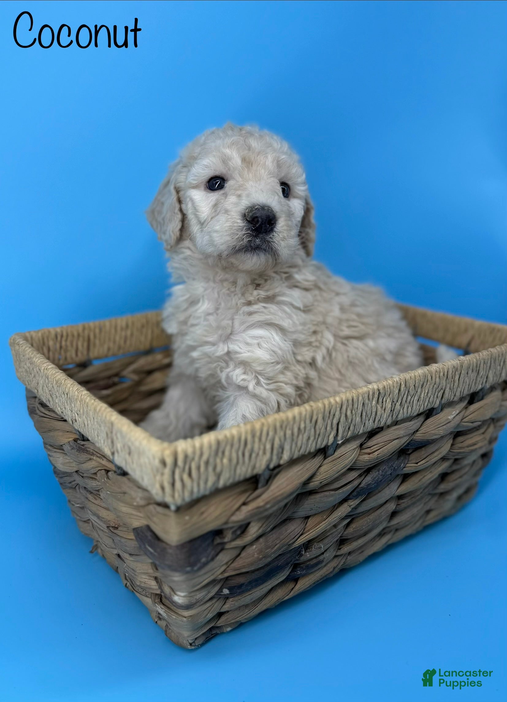Sheepadoodle dogs Coconut Crème  - Ad 21
