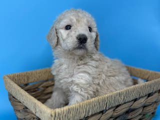 Sheepadoodle dogs Coconut Crème - Ad 35