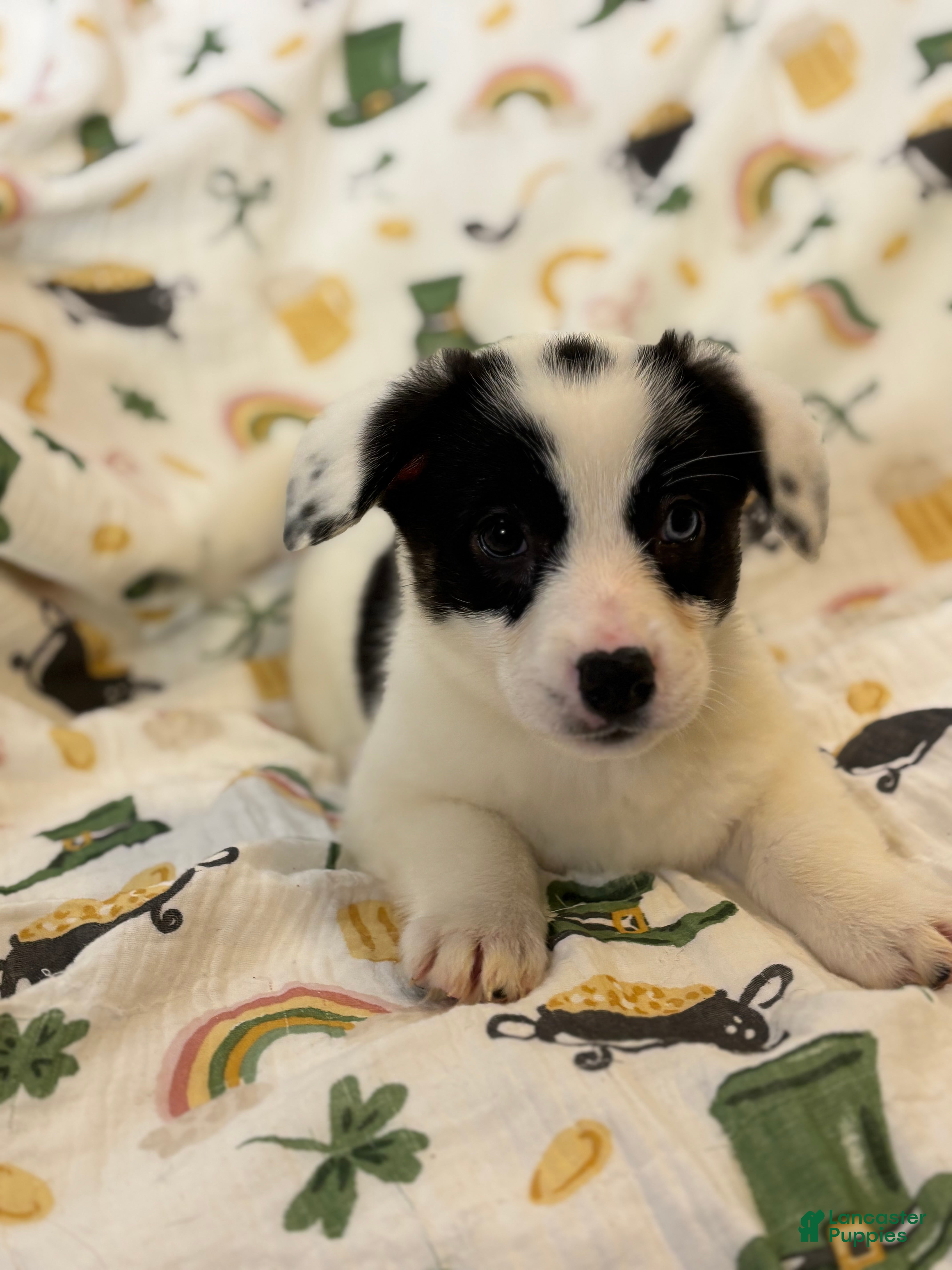 Mixed Breed dogs Dottie - Ad 4