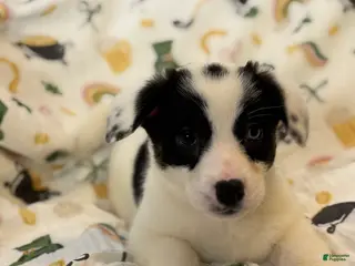 Mixed Breed dogs Dottie - Ad 4