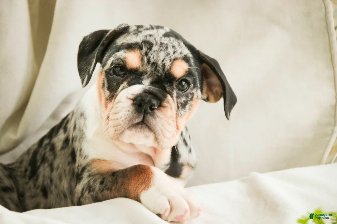 English Bulldog dogs for sale: Glitter - Ad 5