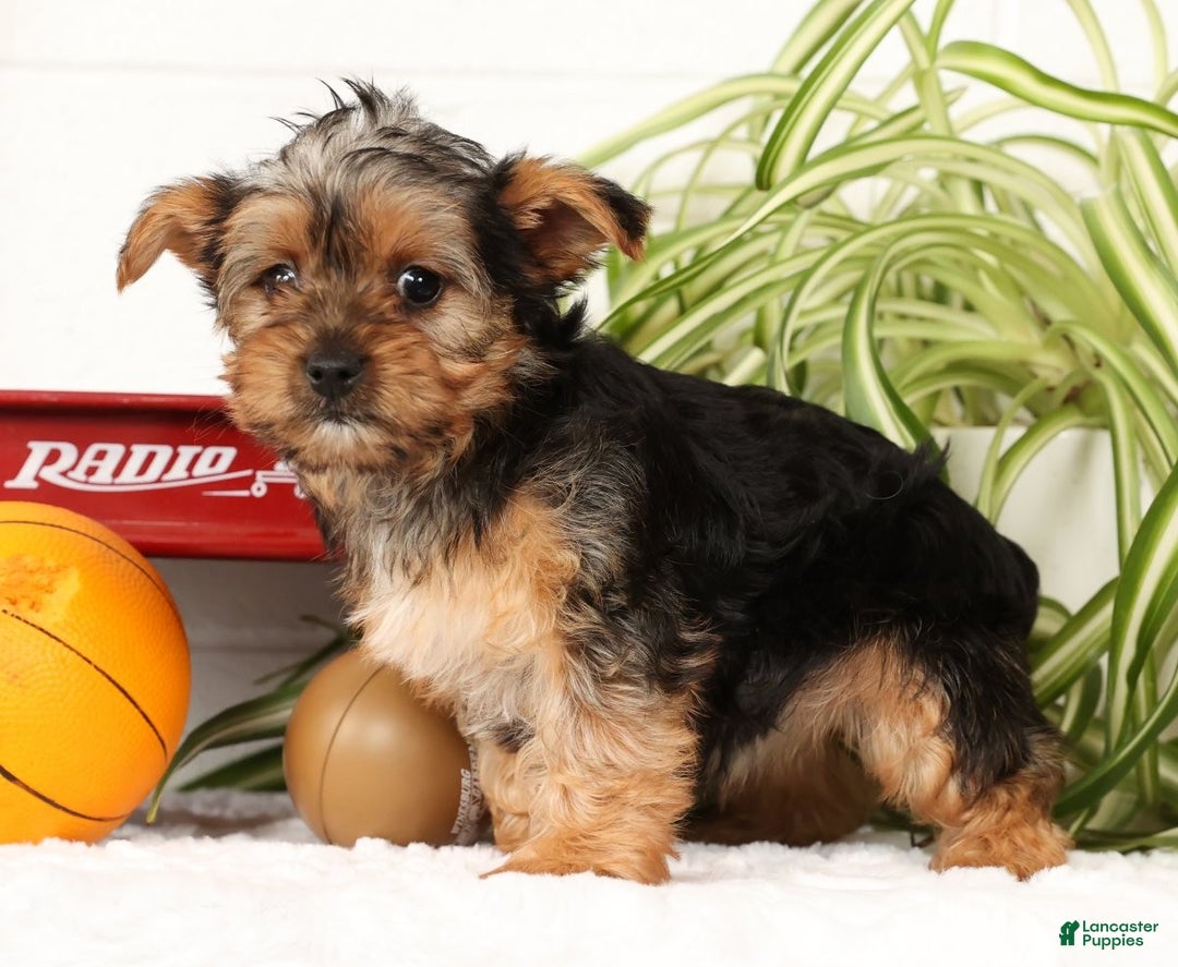 Yorkshire Terrier dogs for sale: Lola - Ad 4