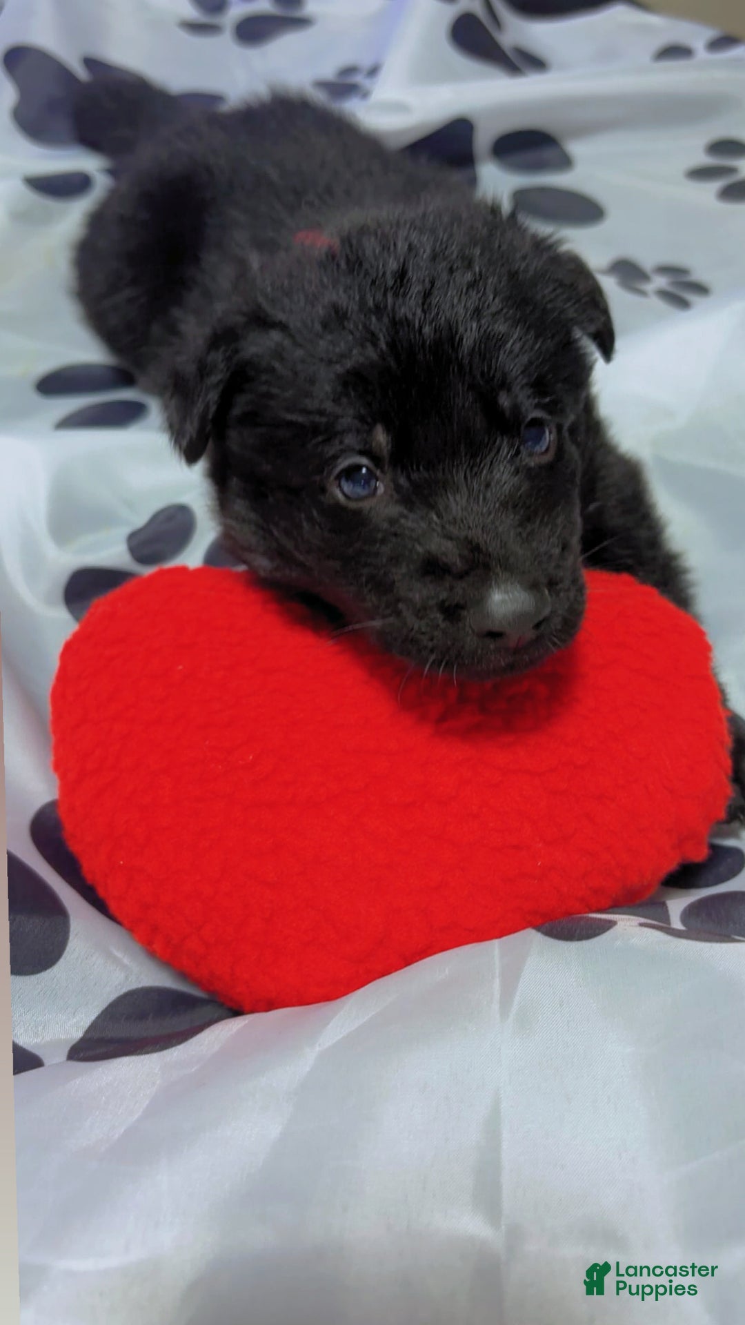 German Shepherd dogs for sale: Blaze - Ad 2