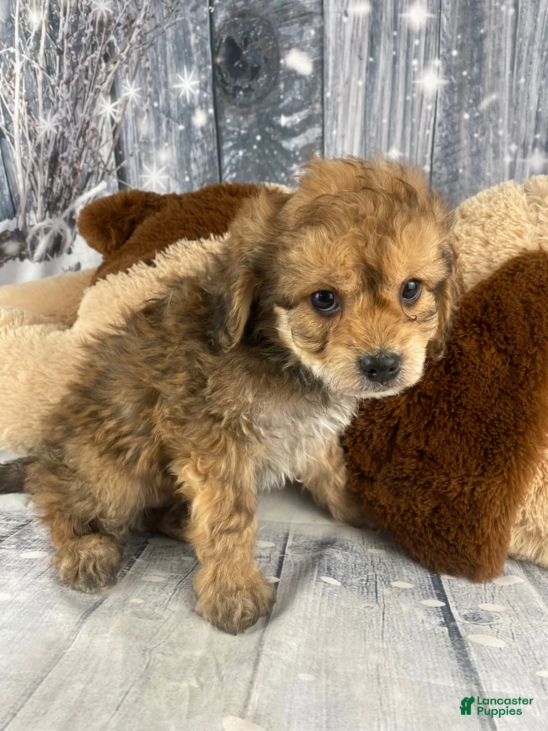 Cavapoo dogs for sale: Ace - Ad 8
