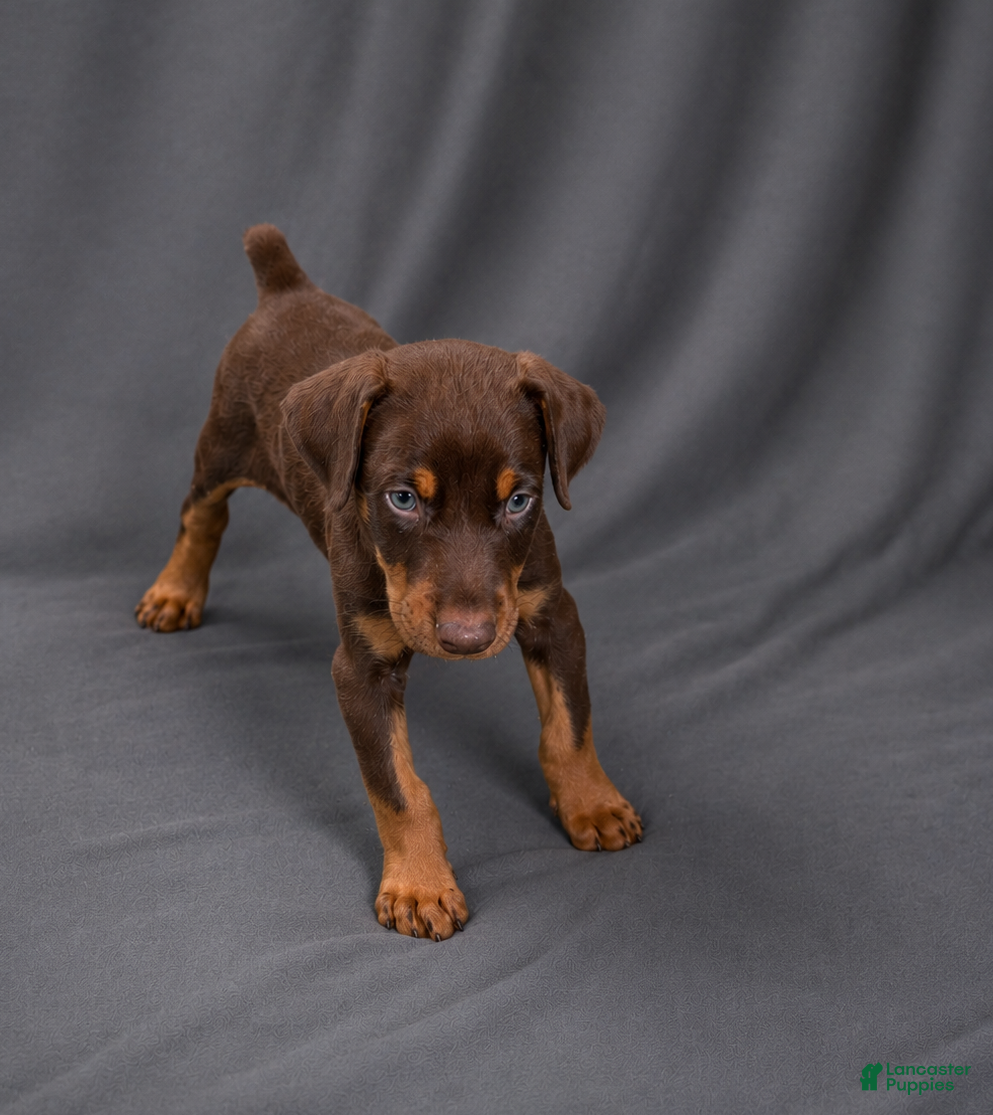 Doberman Pinscher dogs Merlot - Ad 10