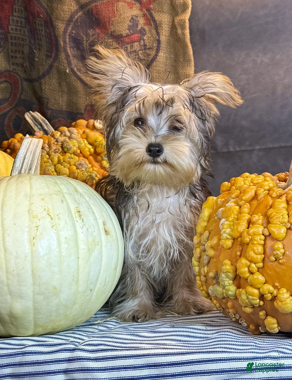 Yorkiepoo dogs for sale: Rosco - Ad 2