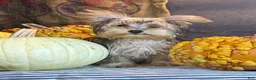 Yorkiepoo dogs for sale: Rosco - Ad 2