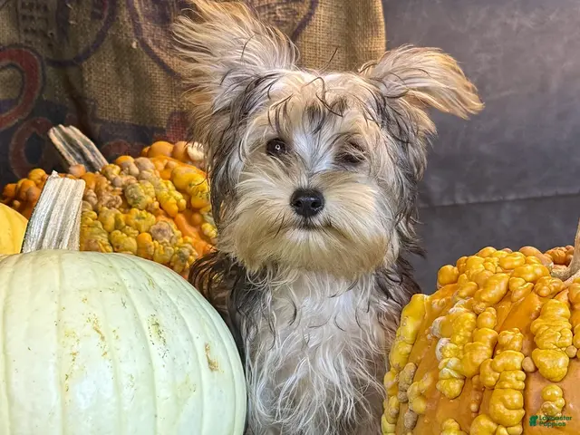 Yorkiepoo dogs for sale: Rosco - Ad 2