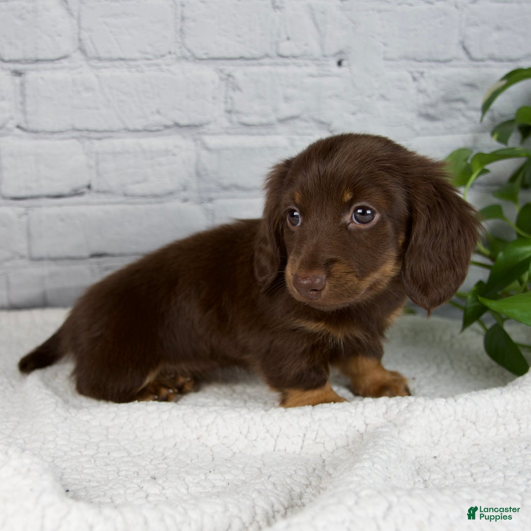 Miniature Dachshund dogs for sale: Denise - Ad 5